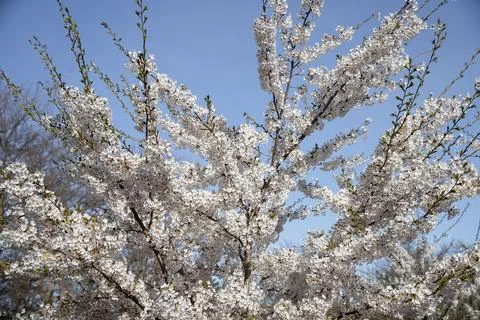 Cherry blossom in the spring, close-up of white flowers. Stock Photos