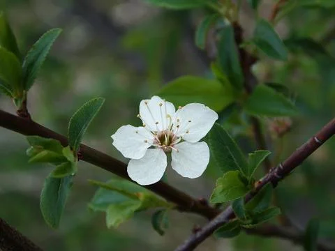 Cherry blossom on a spring day Stock Photos