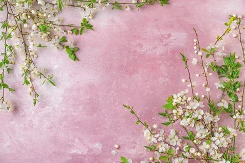Cherry blossom spring flower branches on pastel pink background. Flat lay. .. Stock Photos