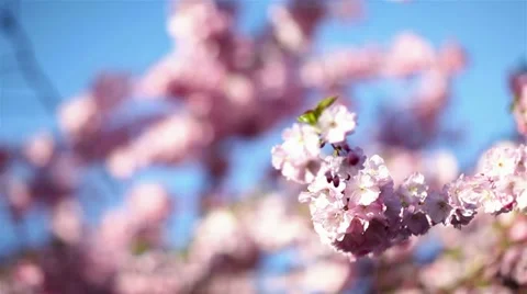 Cherry blossom in spring Stock Footage 10915132