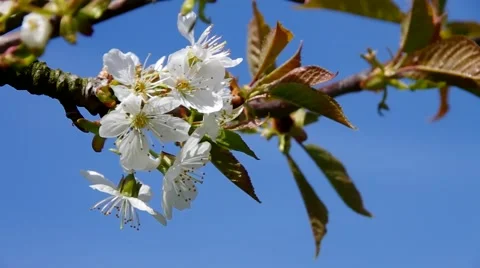 Cherry blossom in spring Stock Footage 52335226