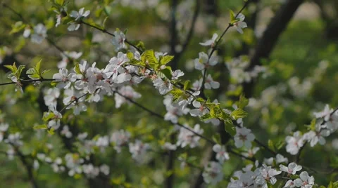 Cherry blossom in spring Stock Footage 58602094