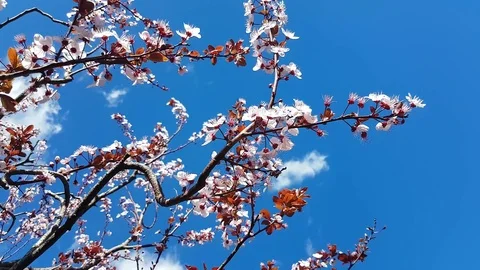 Cherry Blossom in Spring Stock-Footage 73236073