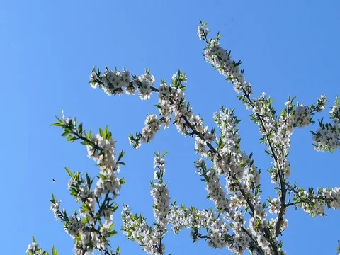 Cherry Blossom in Spring Stock Footage 74082236
