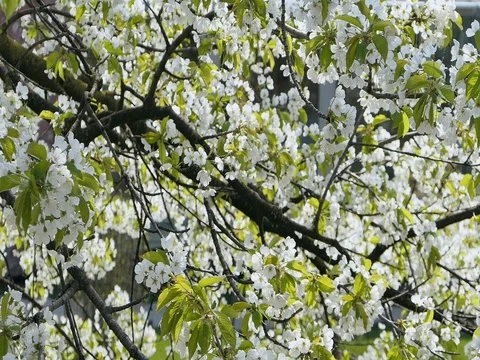 Cherry Blossom in Spring Stock-Footage 74102078