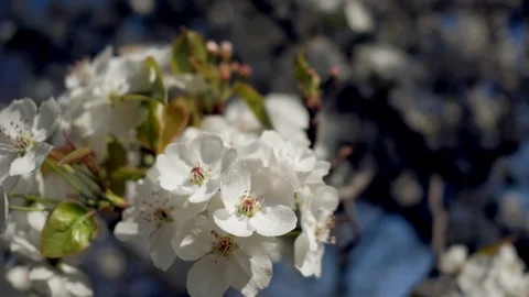Cherry blossom at spring Video stock 74237204