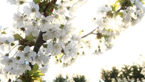 Cherry blossom in the spring Stock Footage 74591786