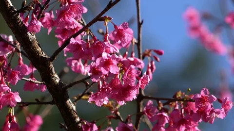Cherry blossom in spring Stock Footage 87178978