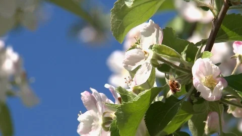 Cherry blossom in spring Stockbeeldmateriaal 97739667