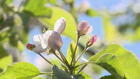 Cherry blossom in spring Video stock 97739706