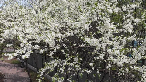 Cherry blossom spring Stock Footage 107541513