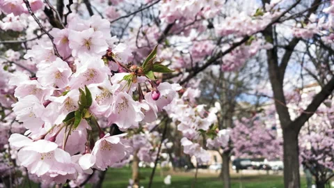 Cherry blossom Spring Stock Footage 175339901