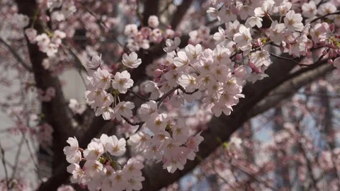Cherry blossom in spring Stock-Footage 177351472