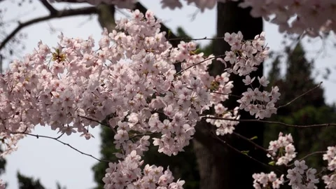 Cherry blossom in spring Stock Footage 178446890