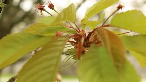 Cherry Blossom in Spring Stock Footage 240657638