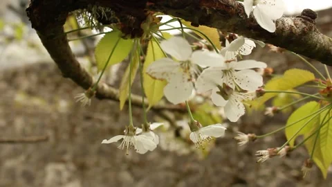 Cherry Blossom in Spring Stock Footage 240657690