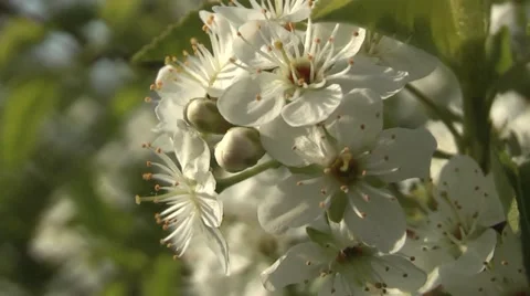 Cherry blossom in spring in the garden. Stock Footage 5296763