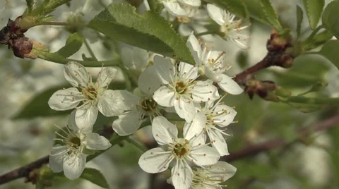 Cherry blossom in spring in the garden. 库存影片 5297121