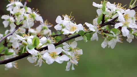 Cherry blossom in spring garden Stock Footage 149261444