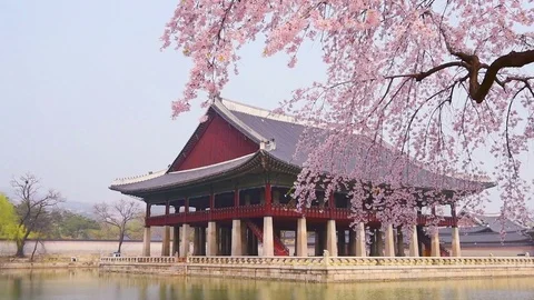 Cherry blossom in spring of Gyeongbokgung Palace in seoul,korea. Stock Footage