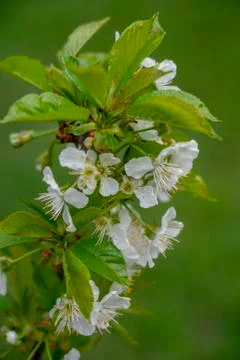 Cherry blossom, spring, many cherry flowers close-up, Easter, postcard Stock Photos