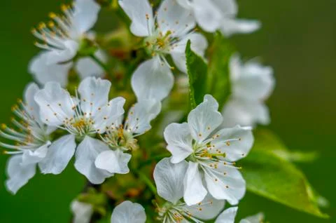 Cherry blossom, spring, many cherry flowers close-up, Easter, postcard Foto stock