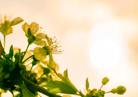 Cherry blossom, spring, many cherry flowers close-up, Easter, postcard Stock Photos