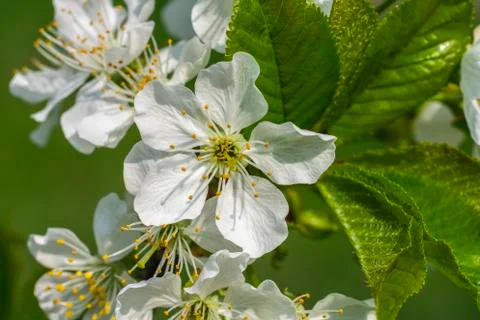 Cherry blossom, spring, many cherry flowers close-up, Easter, postcard Stock Photos