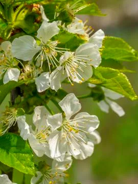 Cherry blossom, spring, many cherry flowers close-up, Easter, postcard Stock Photos