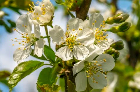 Cherry blossom, spring, many cherry flowers close-up, Easter, postcard Stock Photos
