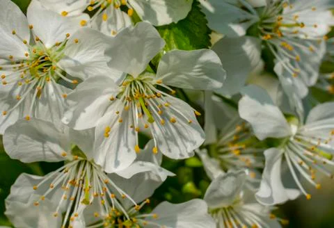 Cherry blossom, spring, many cherry flowers close-up, Easter, postcard Stock Photos