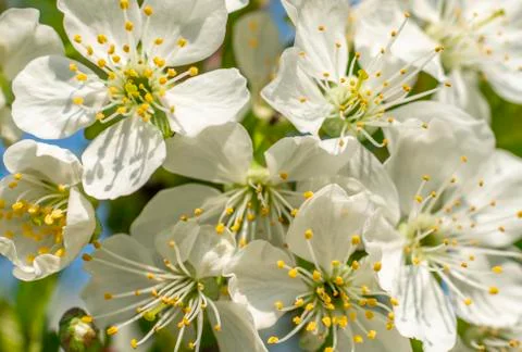 Cherry blossom, spring, many cherry flowers close-up, Easter, postcard Stock Photos