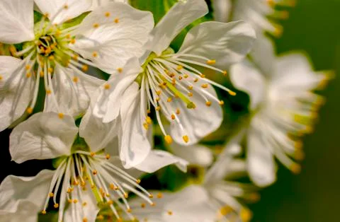 Cherry blossom, spring, many cherry flowers close-up, Easter, postcard Foto stock