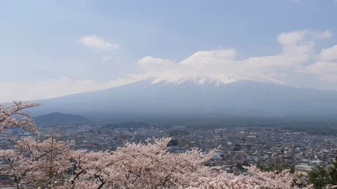 Cherry blossom in spring with Mount Fuji and city. Stock Footage 100877742