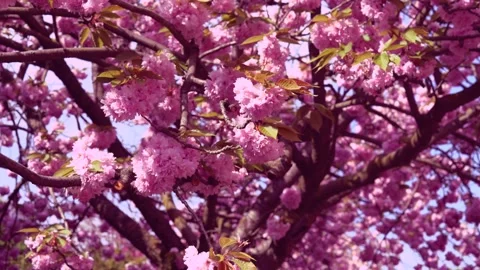 Cherry blossom - spring - move down Stock Footage 189848600