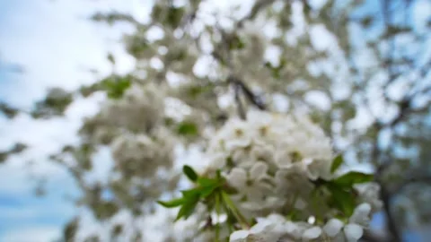 Cherry blossom. Spring nature. Blooming apple with beautiful white flowers Video stock 153767528