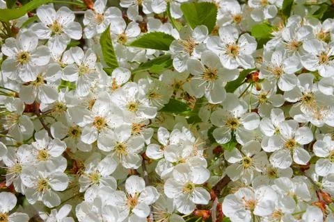 Cherry blossom in spring Foto stock