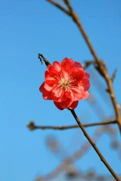Cherry blossom in spring Stock Photos