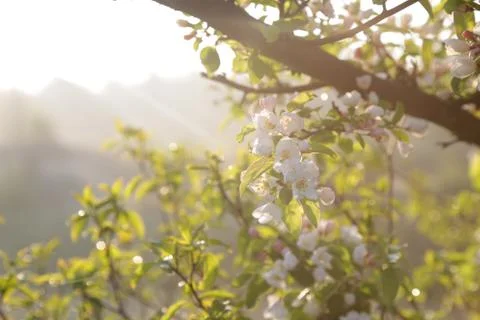 Cherry Blossom in Spring  Stock-Fotos