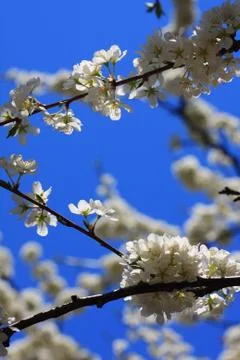 Cherry blossom in Spring Stock Photos