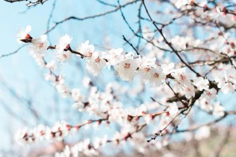 Cherry blossom in spring Stock Photos