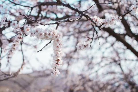 Cherry blossom in spring Stock Photos