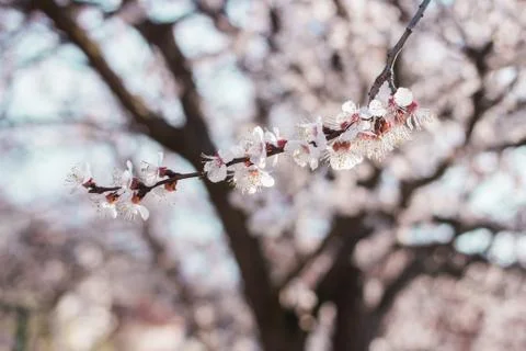 Cherry blossom in spring Stock Photos