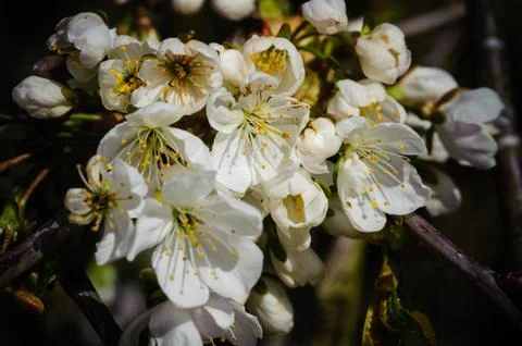 Cherry Blossom in Spring Stock Photos