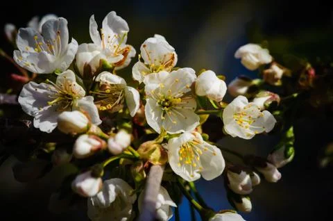 Cherry Blossom in Spring Stock Photos