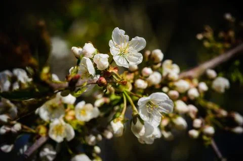 Cherry Blossom in Spring Stock Photos