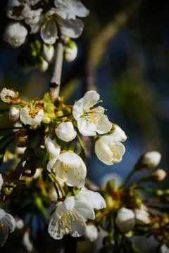 Cherry Blossom in Spring Stock Photos