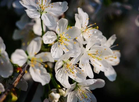Cherry Blossom in Spring Stock Photos