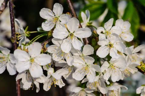 Cherry Blossom in Spring Stock Photos