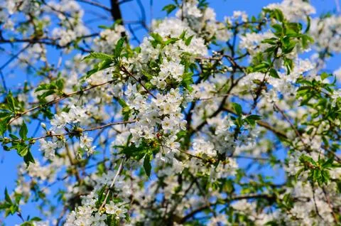 Cherry Blossom in Spring Stock Photos